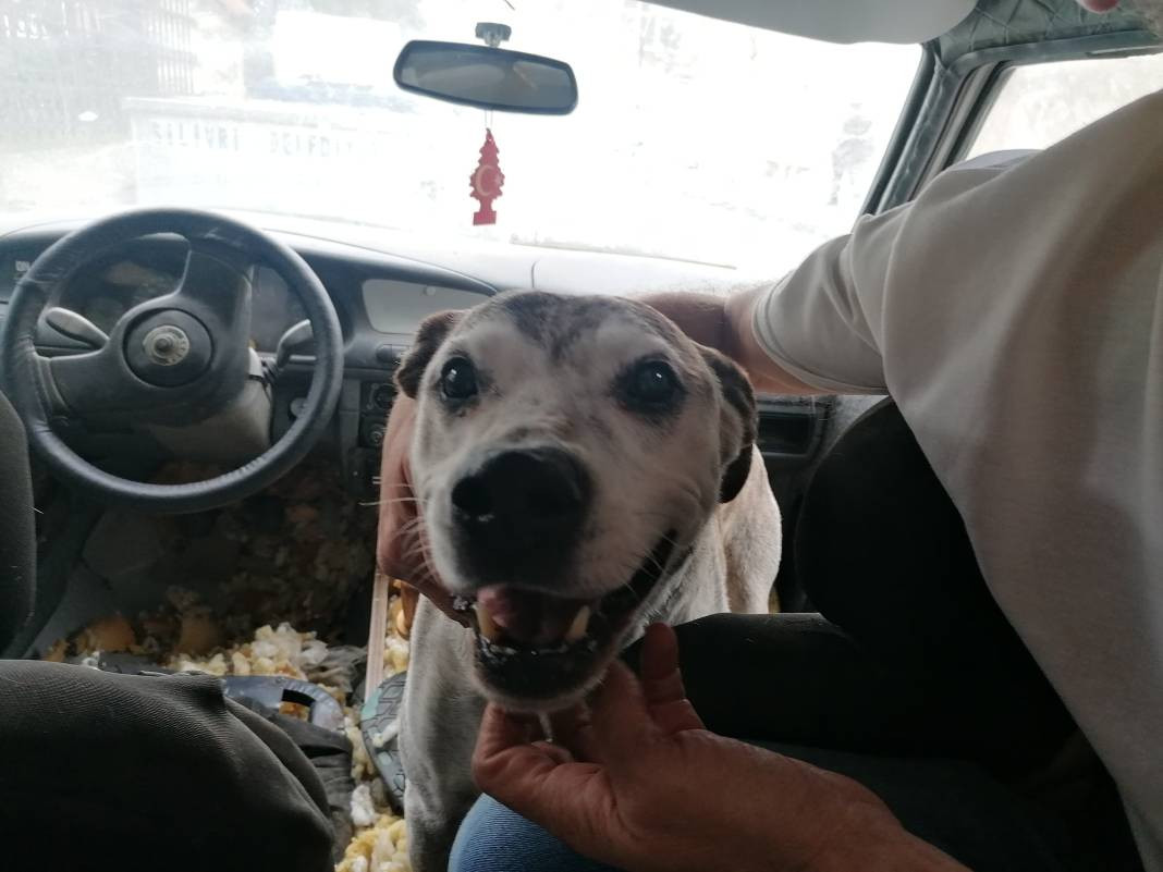 Aç bırakıldığı söylenen köpeğin sahibi konuştu 'İnsanlar hayal ediyor köpeğim yaşıyor' - Resim: 3